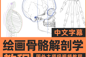 人体绘画骨骼解剖学教程
