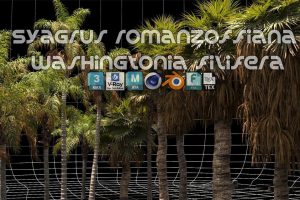 棕榈树植物树木3D模型 Syagrus Romanzoffiana and Washingtonia Filifera